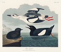 Black Guillemot from Birds of America (1827) by John James Audubon, etched by William Home Lizars. Original from University of Pittsburg. Digitally enhanced by rawpixel.