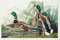 Mallard Duck from Birds of America (1827) by John James Audubon, etched by William Home Lizars. Original from University of Pittsburg. Digitally enhanced by rawpixel.