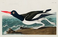 Pied oyster-catcher from Birds of America (1827) by John James Audubon, etched by William Home Lizars. Original from University of Pittsburg. Digitally enhanced by rawpixel.