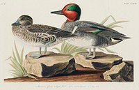 Green winged Teal from Birds of America (1827) by John James Audubon, etched by William Home Lizars. Original from University of Pittsburg. Digitally enhanced by rawpixel.