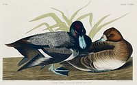 Scaup Duck from Birds of America (1827) by John James Audubon, etched by William Home Lizars. Original from University of Pittsburg. Digitally enhanced by rawpixel.