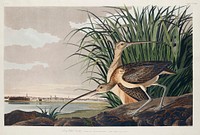 Long-billed Curlew from Birds of America (1827) by John James Audubon, etched by William Home Lizars. Original from University of Pittsburg. Digitally enhanced by rawpixel.