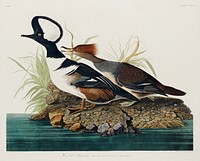 Hooded Merganser from Birds of America (1827) by John James Audubon, etched by William Home Lizars. Original from University of Pittsburg. Digitally enhanced by rawpixel.