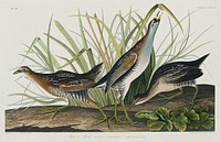Sora; or Rail from Birds of America (1827) by John James Audubon, etched by William Home Lizars. Original from University of Pittsburg. Digitally enhanced by rawpixel.