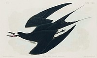 Sooty Tern from Birds of America (1827) by John James Audubon, etched by William Home Lizars. Original from University of Pittsburg. Digitally enhanced by rawpixel.