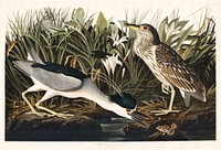 Night Heron, or Qua bird from Birds of America (1827) by John James Audubon, etched by William Home Lizars. Original from University of Pittsburg. Digitally enhanced by rawpixel.