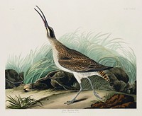 Hudsonian Curlew from Birds of America (1827) by John James Audubon, etched by William Home Lizars. Original from University of Pittsburg. Digitally enhanced by rawpixel.