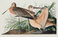 Great Marbled Godwit from Birds of America (1827) by John James Audubon, etched by William Home Lizars. Original from University of Pittsburg. Digitally enhanced by rawpixel.