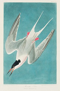 Roseate Tern from Birds of America (1827) by John James Audubon, etched by William Home Lizars. Original from University of Pittsburg. Digitally enhanced by rawpixel.