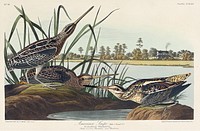 American Snipe from Birds of America (1827) by John James Audubon, etched by William Home Lizars. Original from University of Pittsburg. Digitally enhanced by rawpixel.