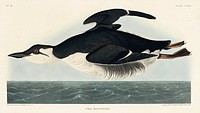 Uria Brunnichi from Birds of America (1827) by John James Audubon, etched by William Home Lizars. Original from University of Pittsburg. Digitally enhanced by rawpixel.