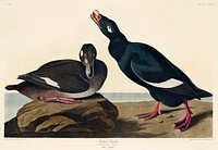 Velvet Duck from Birds of America (1827) by John James Audubon, etched by William Home Lizars. Original from University of Pittsburg. Digitally enhanced by rawpixel.