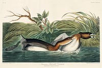 American Pied-billed from Birds of America (1827) by John James Audubon, etched by William Home Lizars. Original from University of Pittsburg. Digitally enhanced by rawpixel.
