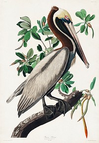 Brown Pelican from Birds of America (1827) by John James Audubon, etched by William Home Lizars. Original from University of Pittsburg. Digitally enhanced by rawpixel.