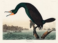 Florida Cormorant from Birds of America (1827) by John James Audubon, etched by William Home Lizars. Original from University of Pittsburg. Digitally enhanced by rawpixel.