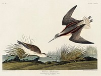 Wilson&#39;s Phalarope from Birds of America (1827) by John James Audubon, etched by William Home Lizars. Original from University of Pittsburg. Digitally enhanced by rawpixel.