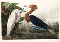 Purple Heron from Birds of America (1827) by <a href="https://www.rawpixel.com/search/John%20James%20Audubon?sort=curated&amp;type=all&amp;page=1">John James Audubon</a>, etched by William Home Lizars. Original from University of Pittsburg. Digitally enhanced by rawpixel.