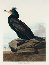 Double-crested Cormorant from Birds of America (1827) by John James Audubon, etched by William Home Lizars. Original from University of Pittsburg. Digitally enhanced by rawpixel.