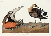 Hudsonian Godwit from Birds of America (1827) by John James Audubon, etched by William Home Lizars. Original from University of Pittsburg. Digitally enhanced by rawpixel.