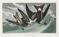Fork-tailed Petrel from Birds of America (1827) by John James Audubon, etched by William Home Lizars. Original from University of Pittsburg. Digitally enhanced by rawpixel.