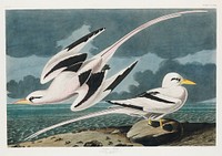 Tropic Bird from Birds of America (1827) by John James Audubon, etched by William Home Lizars. Original from University of Pittsburg. Digitally enhanced by rawpixel.