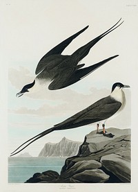 Arctic Yager from Birds of America (1827) by John James Audubon, etched by William Home Lizars. Original from University of Pittsburg. Digitally enhanced by rawpixel.