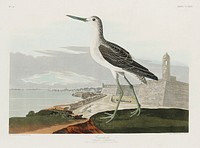 Greenshank from Birds of America (1827) by John James Audubon, etched by William Home Lizars. Original from University of Pittsburg. Digitally enhanced by rawpixel.