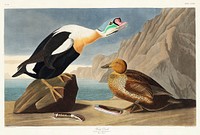 King Duck from Birds of America (1827) by John James Audubon, etched by William Home Lizars. Original from University of Pittsburg. Digitally enhanced by rawpixel.