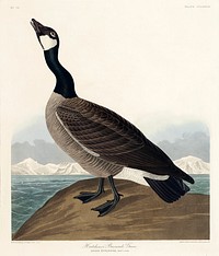 Hutchins&#39;s Barnacle Goose from Birds of America (1827) by John James Audubon, etched by William Home Lizars. Original from University of Pittsburg. Digitally enhanced by rawpixel.