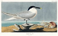 Sandwich Tern from Birds of America (1827) by John James Audubon, etched by William Home Lizars. Original from University of Pittsburg. Digitally enhanced by rawpixel.
