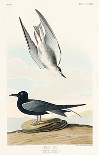 Black Tern from Birds of America (1827) by John James Audubon, etched by William Home Lizars. Original from University of Pittsburg. Digitally enhanced by rawpixel.