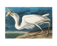 Great White Heron  wall art print and poster design. Original by John James Audubon, digitally enhanced by rawpixel.