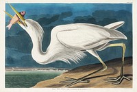 Great White Heron from Birds of America (1827) by John James Audubon, etched by William Home Lizars. Original from University of Pittsburg. Digitally enhanced by rawpixel.