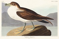 Wandering Shearwater from Birds of America (1827) by John James Audubon, etched by William Home Lizars. Original from University of Pittsburg. Digitally enhanced by rawpixel.
