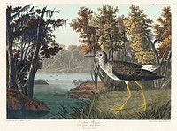 Yellow Shank from Birds of America (1827) by John James Audubon, etched by William Home Lizars. Original from University of Pittsburg. Digitally enhanced by rawpixel.