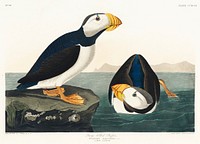 Large billed Puffin from Birds of America (1827) by <a href="https://www.rawpixel.com/search/John%20James%20Audubon?sort=curated&amp;type=all&amp;page=1">John James Audubon</a>, etched by William Home Lizars. Original from University of Pittsburg. Digitally enhanced by rawpixel.