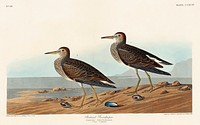 Pectoral Sandpiper from Birds of America (1827) by John James Audubon, etched by William Home Lizars. Original from University of Pittsburg. Digitally enhanced by rawpixel.