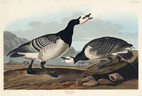 Barnacle Goose from Birds of America (1827) by John James Audubon, etched by William Home Lizars. Original from University of Pittsburg. Digitally enhanced by rawpixel.