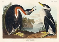 Red-necked Grebe from Birds of America (1827) by John James Audubon, etched by William Home Lizars. Original from University of Pittsburg. Digitally enhanced by rawpixel.