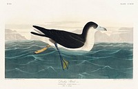 Dusky Petrel from Birds of America (1827) by John James Audubon, etched by William Home Lizars. Original from University of Pittsburg. Digitally enhanced by rawpixel.