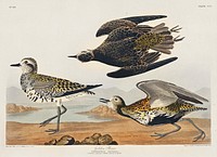 Golden Plover from Birds of America (1827) by John James Audubon, etched by William Home Lizars. Original from University of Pittsburg. Digitally enhanced by rawpixel.