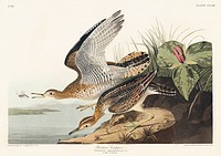 Bartram Sandpiper from Birds of America (1827) by John James Audubon, etched by William Home Lizars. Original from University of Pittsburg. Digitally enhanced by rawpixel.