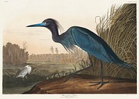 Blue Crane or Heron from Birds of America (1827) by John James Audubon, etched by William Home Lizars. Original from University of Pittsburg. Digitally enhanced by rawpixel.