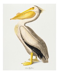 Vintage American White Pelican vintage illustration wall art print and poster design. Original from Birds of America by John James Audubon, digitally enhanced by rawpixel.