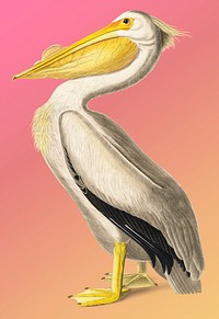 Vintage Illustration of American White Pelican.