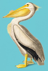Vintage Illustration of American White Pelican.