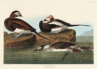 Long-tailed Duck from Birds of America (1827) by John James Audubon, etched by William Home Lizars. Original from University of Pittsburg. Digitally enhanced by rawpixel.
