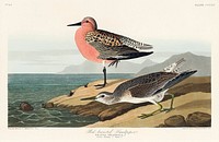 Red-breasted Sandpiper from Birds of America (1827) by John James Audubon, etched by William Home Lizars. Original from University of Pittsburg. Digitally enhanced by rawpixel.