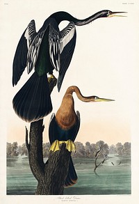 Black-bellied Darter from Birds of America (1827) by John James Audubon, etched by William Home Lizars. Original from University of Pittsburg. Digitally enhanced by rawpixel.