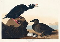 Black or Surf Duck from Birds of America (1827) by John James Audubon, etched by William Home Lizars. Original from University of Pittsburg. Digitally enhanced by rawpixel.